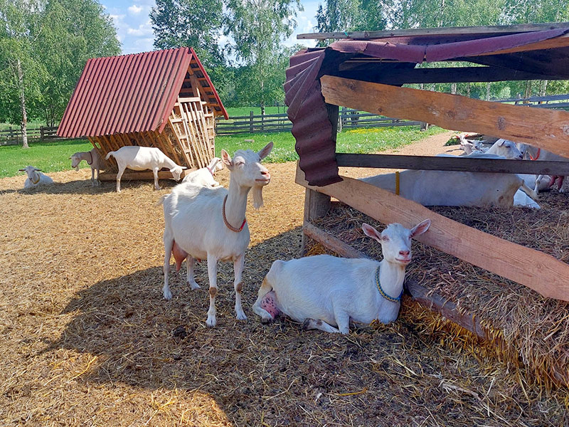 Автотур на козью ферму